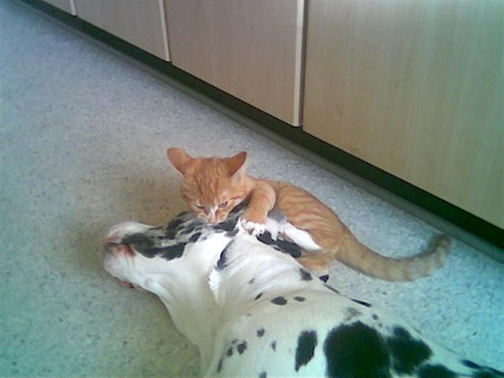 Grand danois Fiffi ~Hvil i fred~ - her er jeg sammen med min aller bedste squashbody ven... billede 3