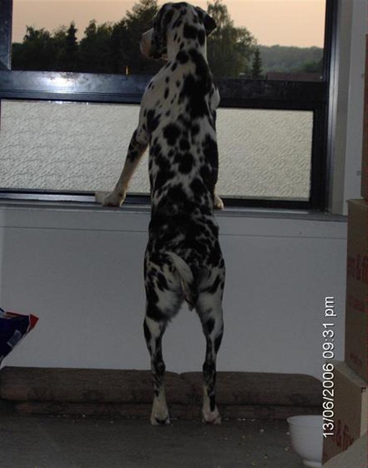 Grand danois Fiffi ~Hvil i fred~ - Er da nød til at bevare det store overblik!!! billede 4