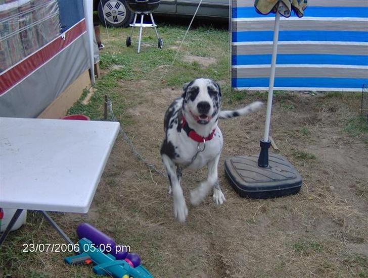 Grand danois Fiffi ~Hvil i fred~ - Se mig mor, se mig NU mor... jeg kan hoppe... billede 5