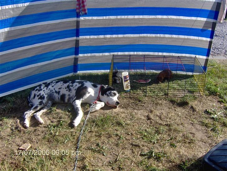 Grand danois Fiffi ~Hvil i fred~ - pyh det er hårdt at være på camping... billede 6