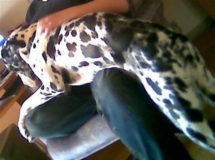 Grand danois Fiffi ~Hvil i fred~ - Ja ja selv om man ikk kan være helt oppe så er det her godt nok... billede 7