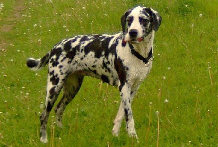 Grand danois Fiffi ~Hvil i fred~ - Hva nu??? Jeg er jo på vej ned til vandet!!!!! billede 8