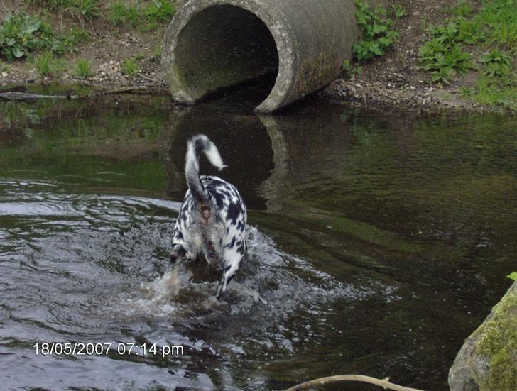 Grand danois Fiffi ~Hvil i fred~ - Endelig!! SÅ skal der plaskes... billede 9