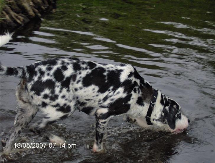 Grand danois Fiffi ~Hvil i fred~ - Hva mener du?? Jeg ER da en vandhund..!! billede 10