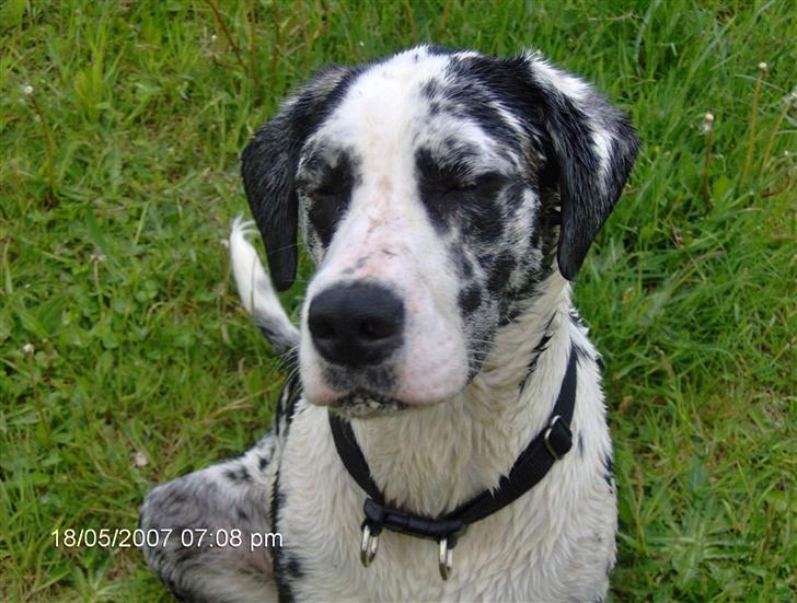 Grand danois Fiffi ~Hvil i fred~ - Ahhh det var nu dejligt med en dukkert... billede 11