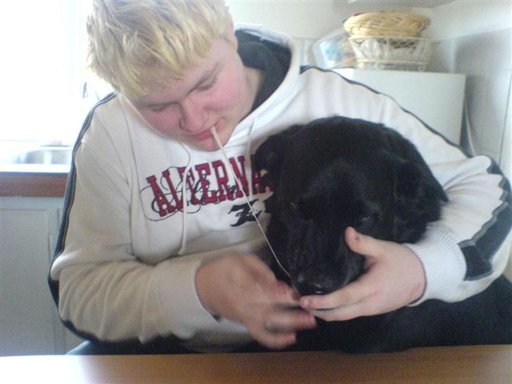 Labrador retriever Paw (Død 30-10-09) R.I.P  - Deler lige tyggegummi med Malle <3 billede 3
