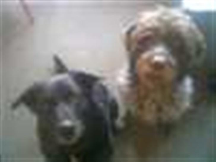 Labrador retriever Paw (Død 30-10-09) R.I.P  - Rex og mig. Min barndomsven gennem næsten 12 år . Elsker ham <3 billede 4