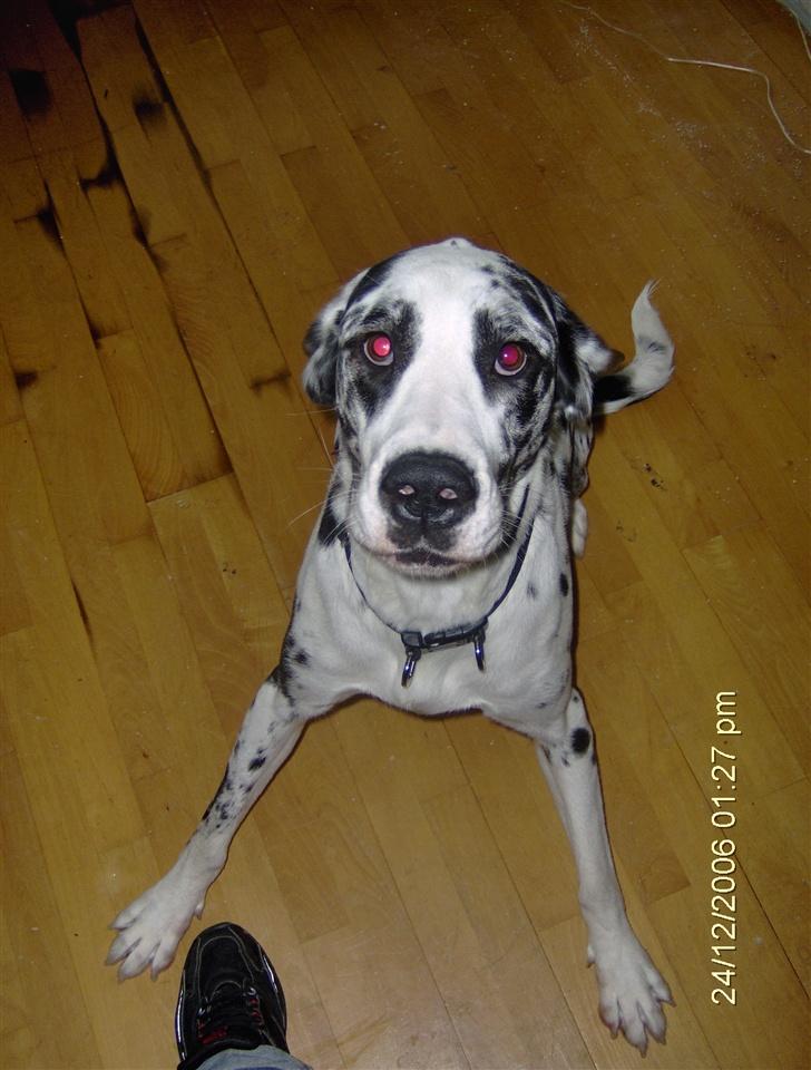 Grand danois Fiffi ~Hvil i fred~ - Skal vi ikk lige lege hva?? Hva??? HVa?? HVA??? billede 12