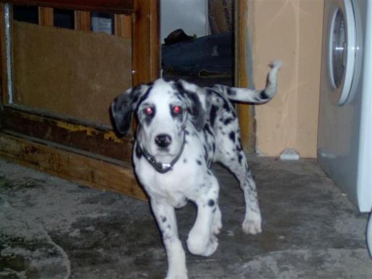 Grand danois Fiffi ~Hvil i fred~ - Jow jow, jeg HAR oz været lille engang.. billede 13