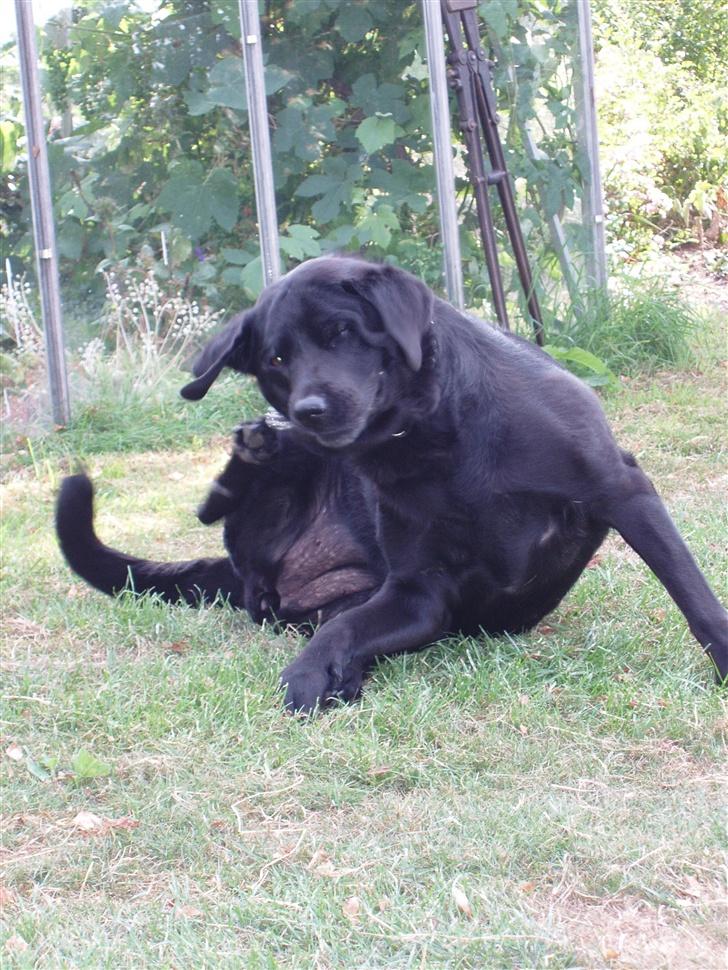 Labrador retriever Rockystar's Vynwy *RIP* - Åhhh såå yndig :D. billede 5