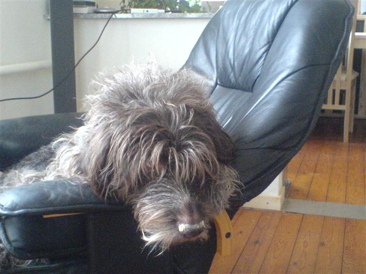 Ruhåret hønsehund Rex ( Død) R.I.P .  billede 1