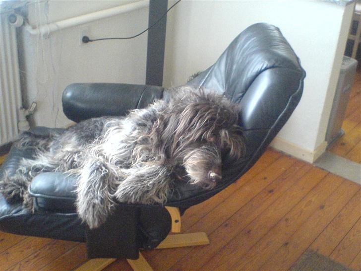 Ruhåret hønsehund Rex ( Død) R.I.P .  billede 2