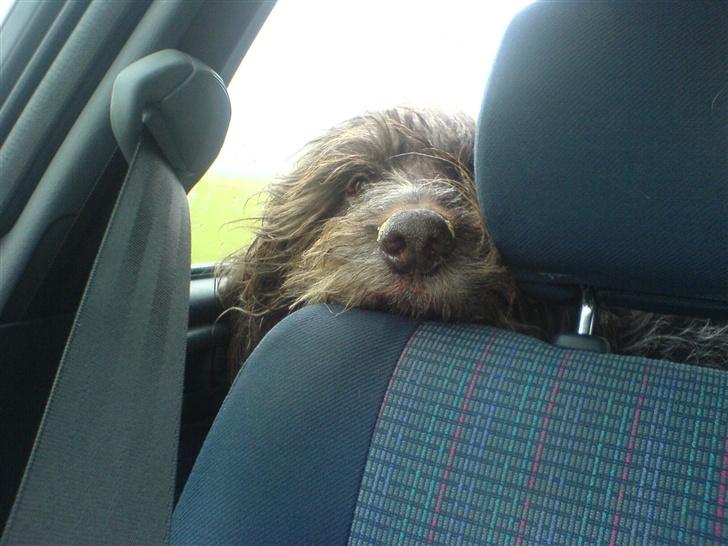 Ruhåret hønsehund Rex ( Død) R.I.P .  billede 4