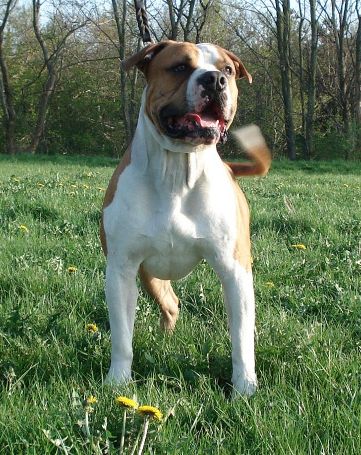 Amerikansk bulldog Holmegaards Scheik billede 15