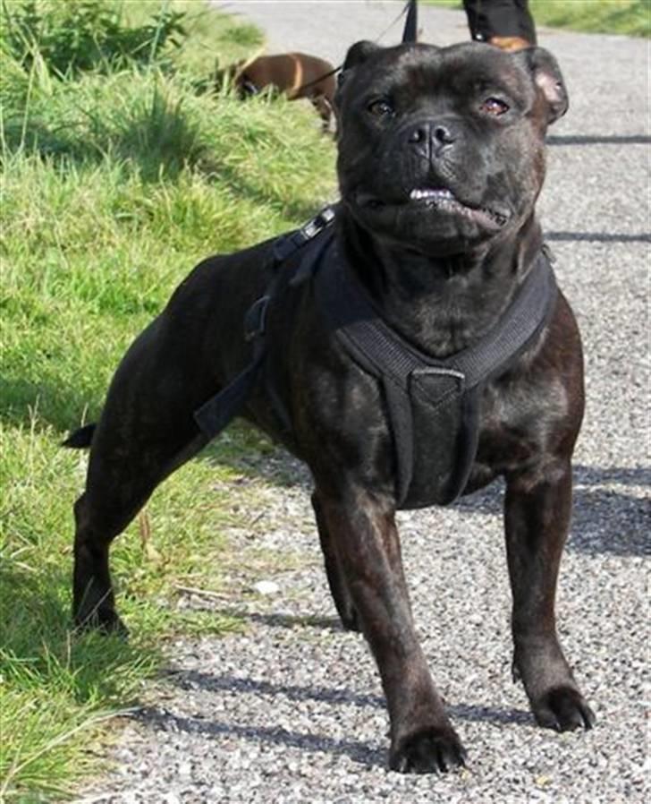 Staffordshire bull terrier  DKCH, LUCH, SUCH, Trunte - Trunte på gåtur  billede 16