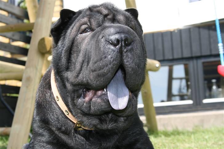 Shar pei Louis - Louis  billede 1