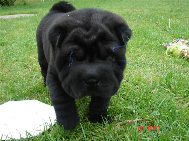 Shar pei Louis billede 2