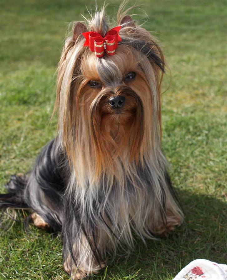 Yorkshire terrier "Jazzmin" - Smukke Jazzie billede 1
