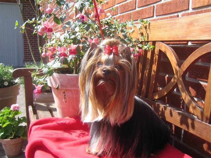 Yorkshire terrier "Jazzmin" - Smukke!!! billede 2