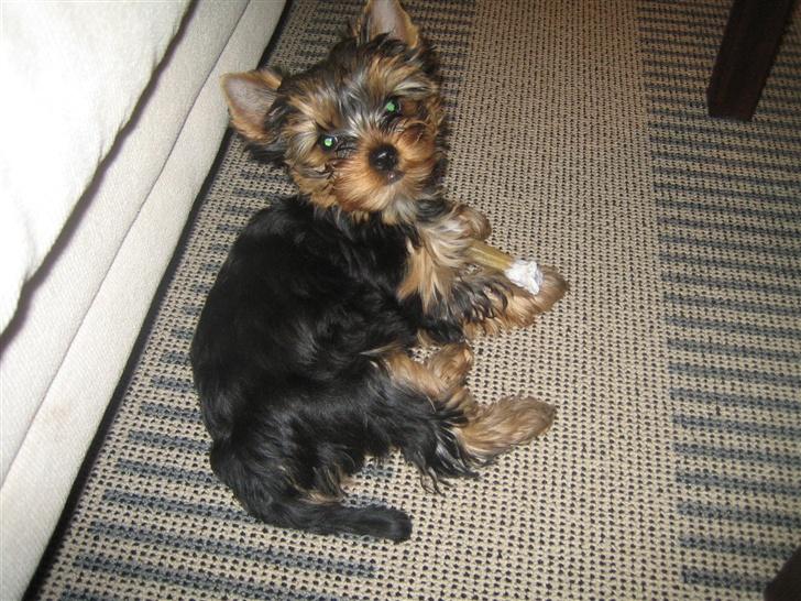Yorkshire terrier "Jazzmin" billede 3