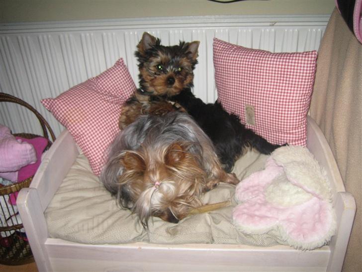 Yorkshire terrier "Jazzmin" - Jazzie hygger lige med Maggie billede 4