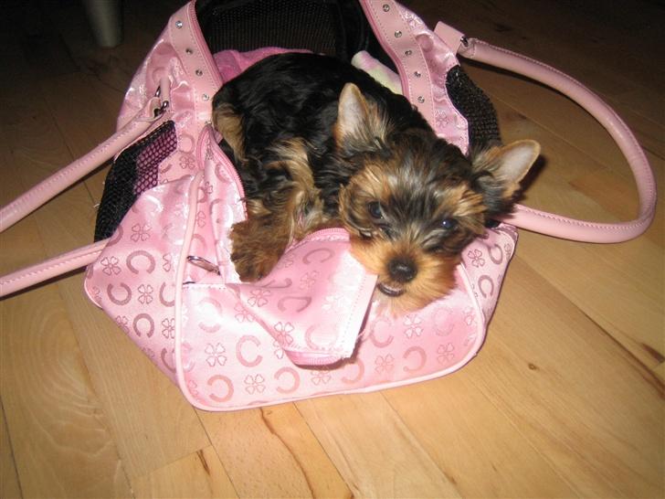 Yorkshire terrier "Jazzmin" - Jazzmin i hendes fine bæretaske billede 5