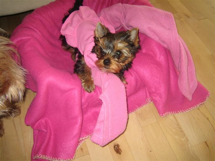 Yorkshire terrier "Jazzmin" billede 6