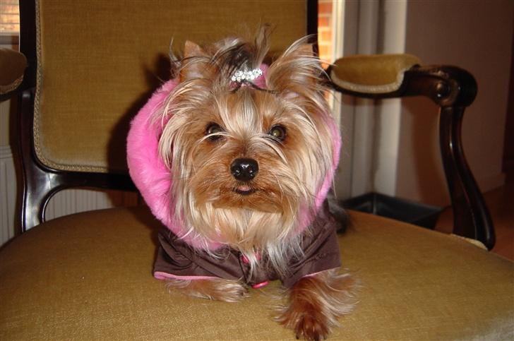 Yorkshire terrier Maggie - Maggie i hendes vinterfrakke billede 1