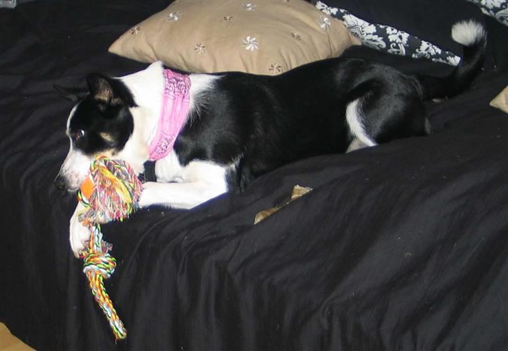 Blanding af racer Bella himmel hund  - elsker at lege.. billede 8