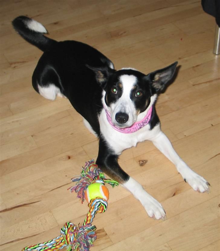 Blanding af racer Bella himmel hund  - mit legetøj er mit et og alt.. billede 9