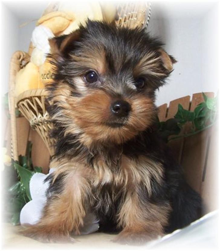 Yorkshire terrier Maggie - Maggie som baby billede 2