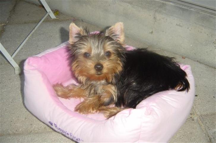 Yorkshire terrier Maggie billede 3