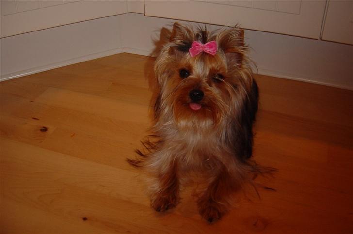 Yorkshire terrier Maggie billede 4