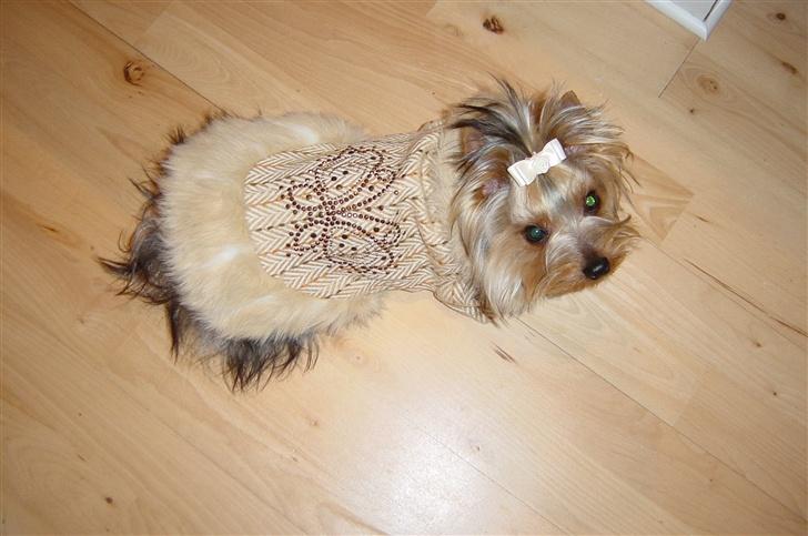 Yorkshire terrier Maggie - Maggie i sin efterårsfrakke! billede 5