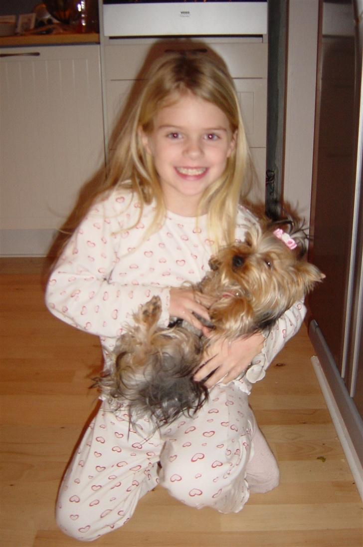 Yorkshire terrier Maggie - Maggie får lige dejlig "mavemassage" af hendes elskede menneske Simone :-) billede 6