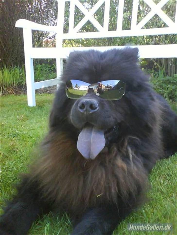 Chow chow Oscar - KARL-SMART!! Oscar - 1½ år, juni 08 billede 1