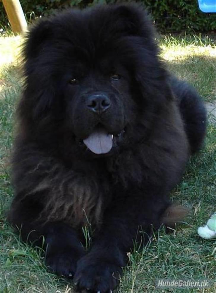 Chow chow Oscar - Oscar er bare glad som altid billede 2