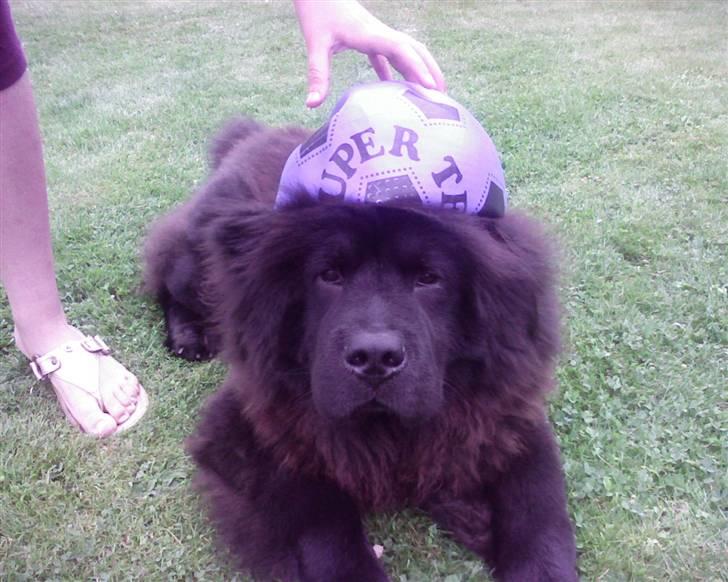 Chow chow Oscar - Oscar - ca. 8 måneder - Hans "faster" synes det kunne være sjovt at putte en bold på hans hoved billede 3