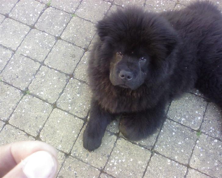 Chow chow Oscar - Oscar - 4 måneder gammel billede 4