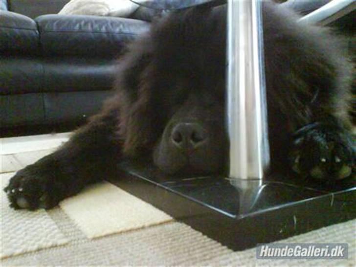 Chow chow Oscar - Her er Oscar faldet i søvn "oven" på bordet billede 5