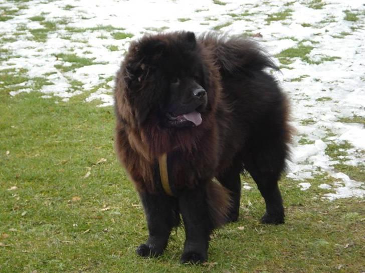Chow chow Oscar - Oscar - 1 år billede 6