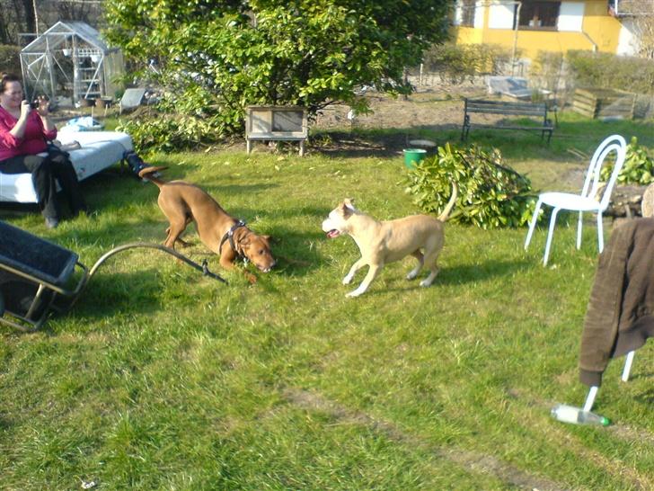 Amerikansk staffordshire terrier skizer billede 2