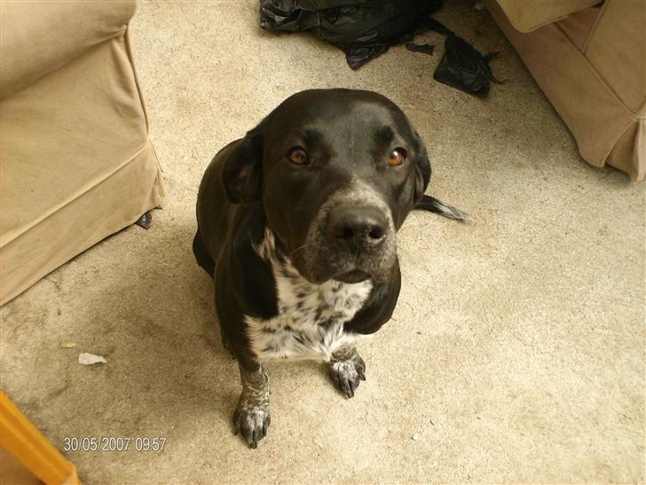 Blanding af racer fie billede 9