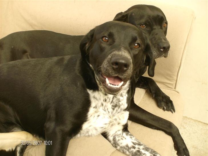 Blanding af racer fie - fie og mor billede 10