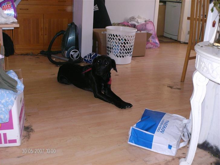 Blanding af racer taz billede 13