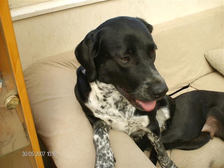 Blanding af racer fie billede 11