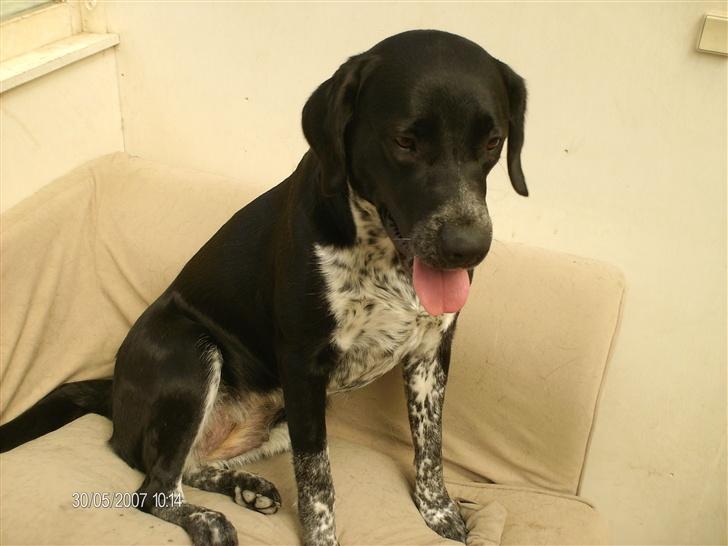 Blanding af racer fie billede 12