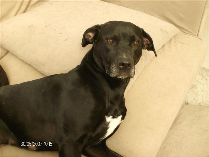 Blanding af racer noa billede 11