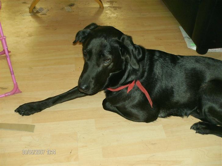 Blanding af racer taz billede 14