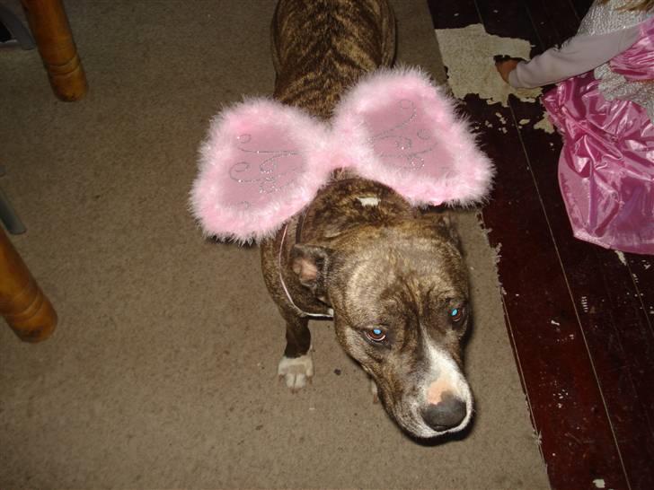 Amerikansk staffordshire terrier Freja - Øv nu har jeg fået vinger på. billede 12